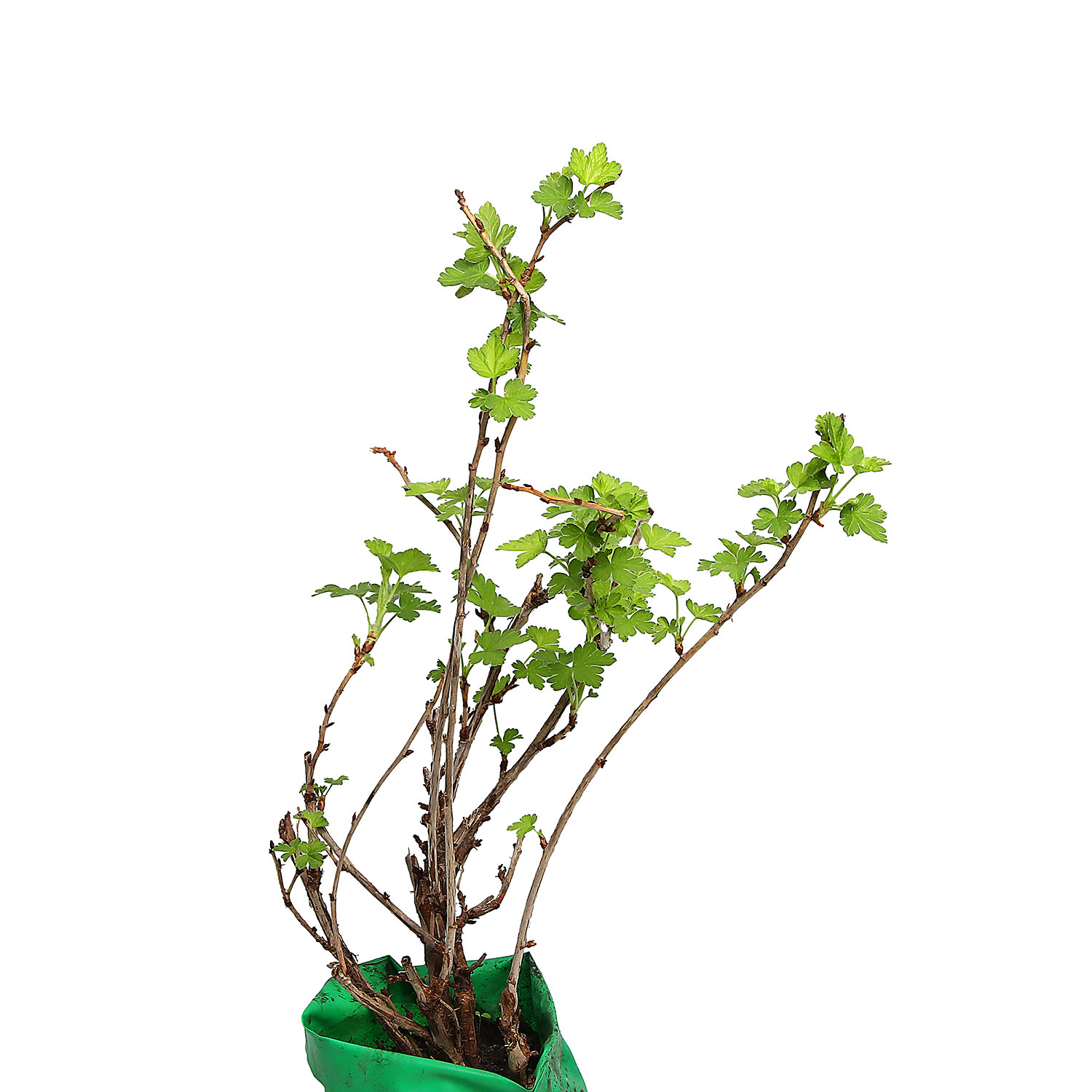 Крыжовник слабошиповатый Русский желтый