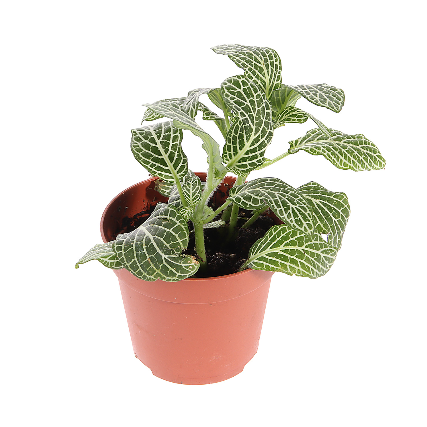 Фиттония Карусель Микс D8 H10*1/12