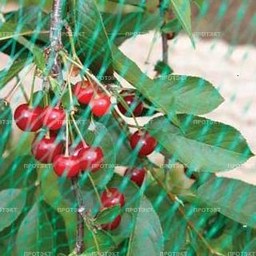 Сетка Садовая для защиты от Птиц пласт. шир.2м дл.10м яч.6х6мм Хаки У-6/2/10(Протэкт) *1/4 Сетка Садовая для защиты от Птиц пласт. шир.2м дл.10м яч.6х6мм Хаки У-6/2/10(Протэкт) *1/4