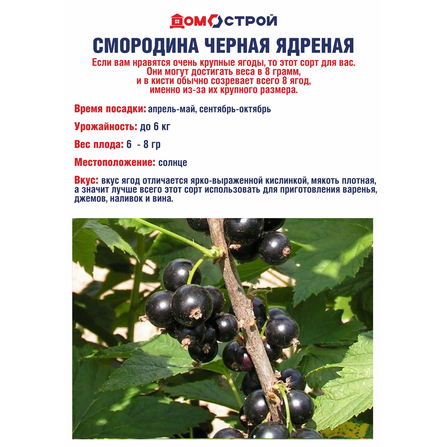 Смородина черная Ядреная Высота саженца  40-70см на кусте 2-3 ветки