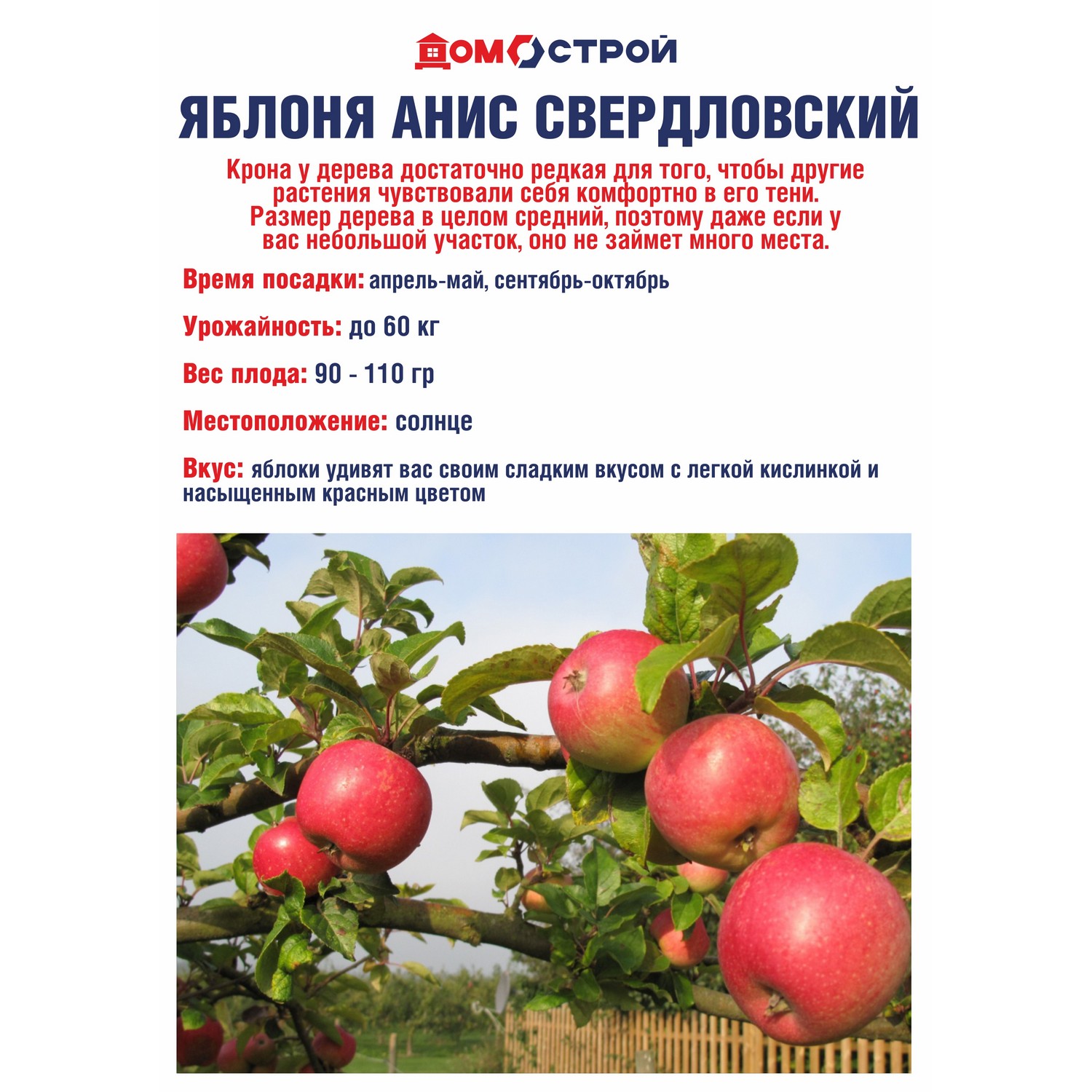 Яблоня Анис Свердловский Саженец 2 года Высота саженца  100-120см