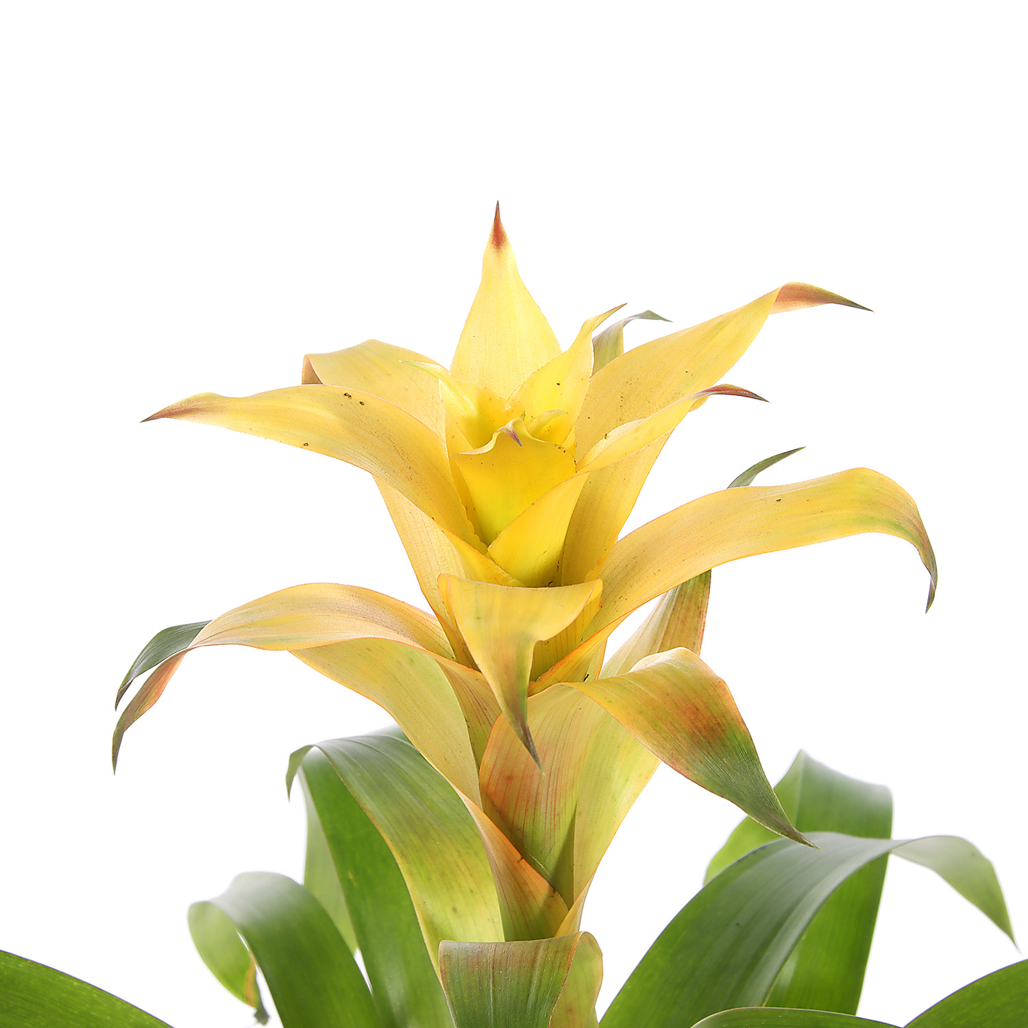 Гузмания  D9 H30/10