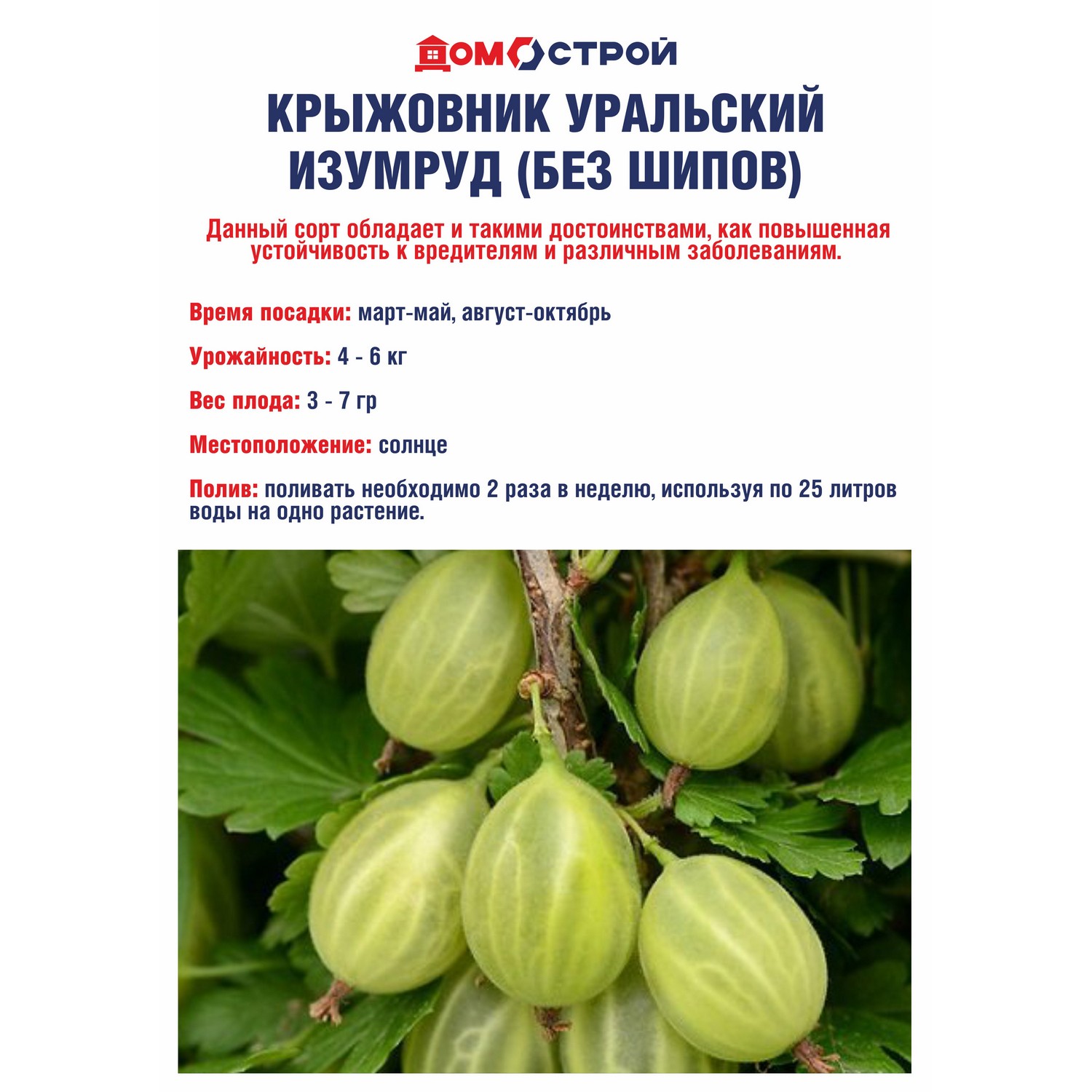 Крыжовник без шипов Уральский изумруд