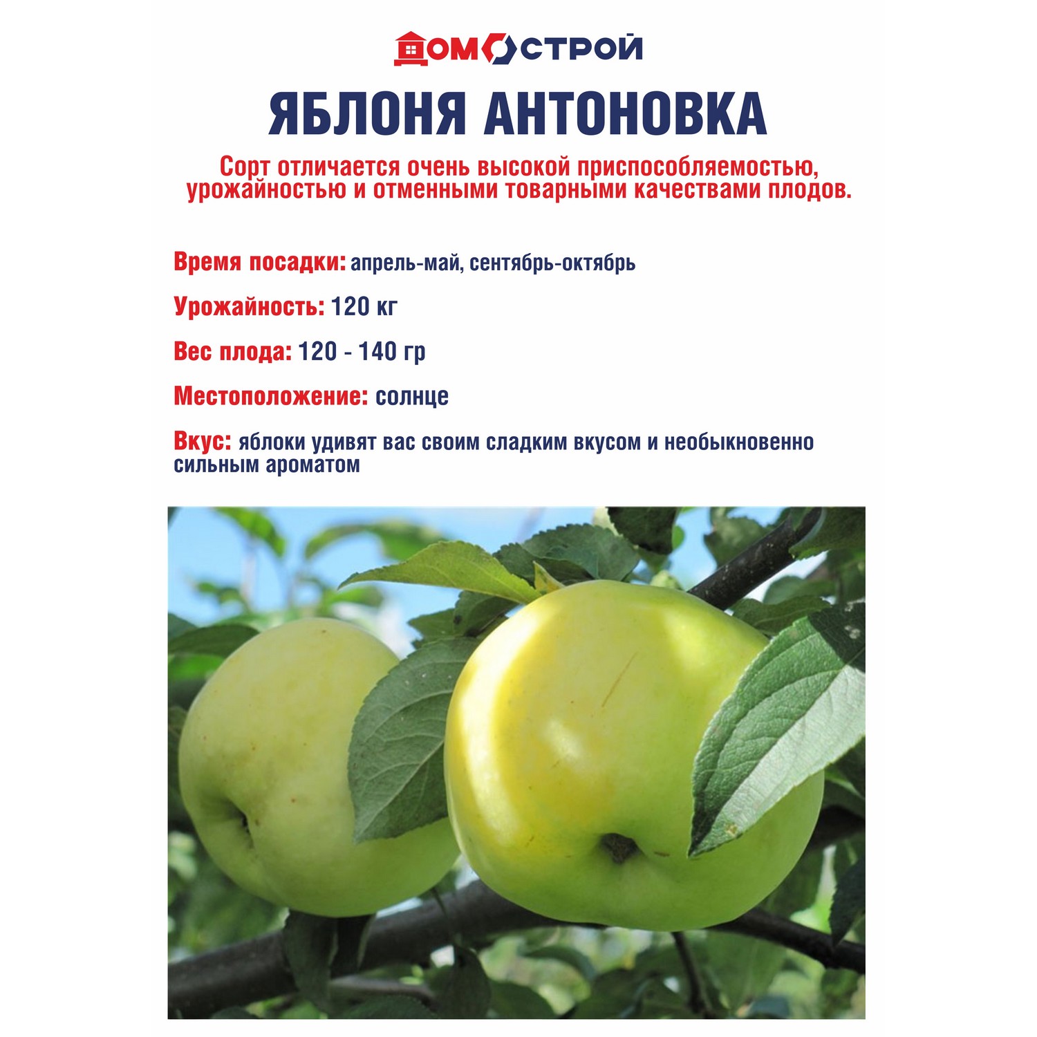 Яблоня Антоновка Саженец 2 года Высота саженца  100-120см