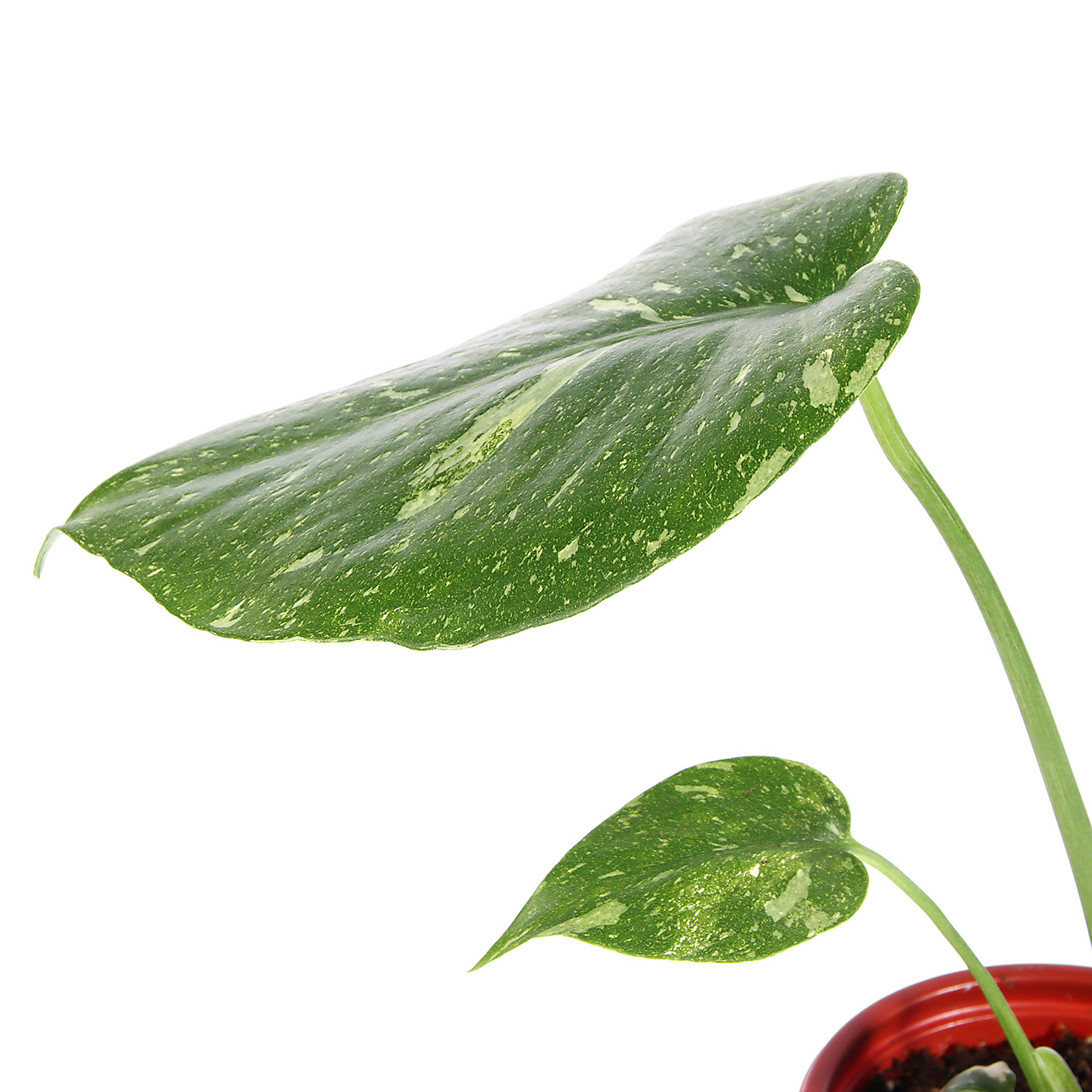 Коллекция сортовых растений D6 H8 *1/36