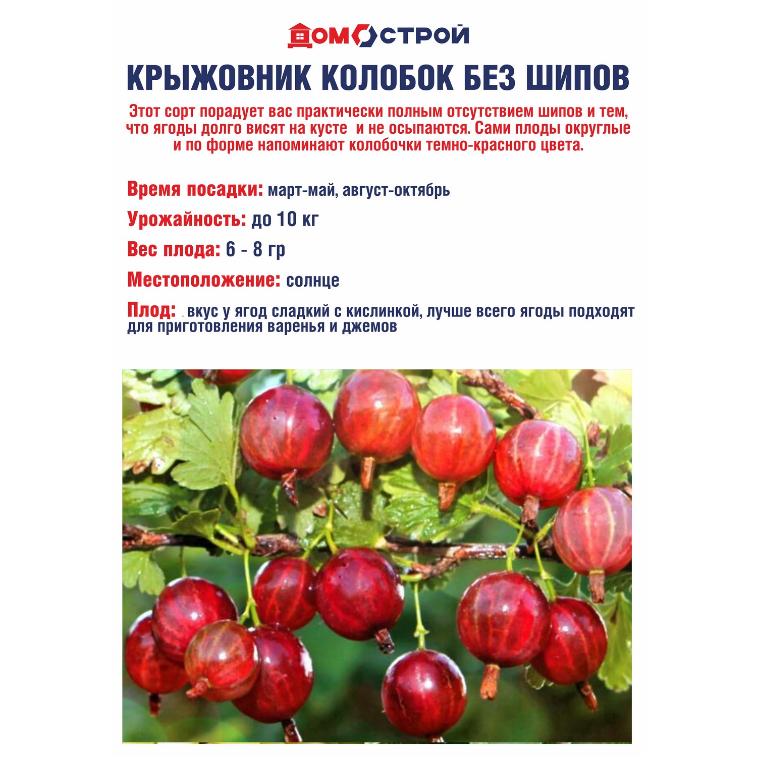 Крыжовник без шипов Колобок