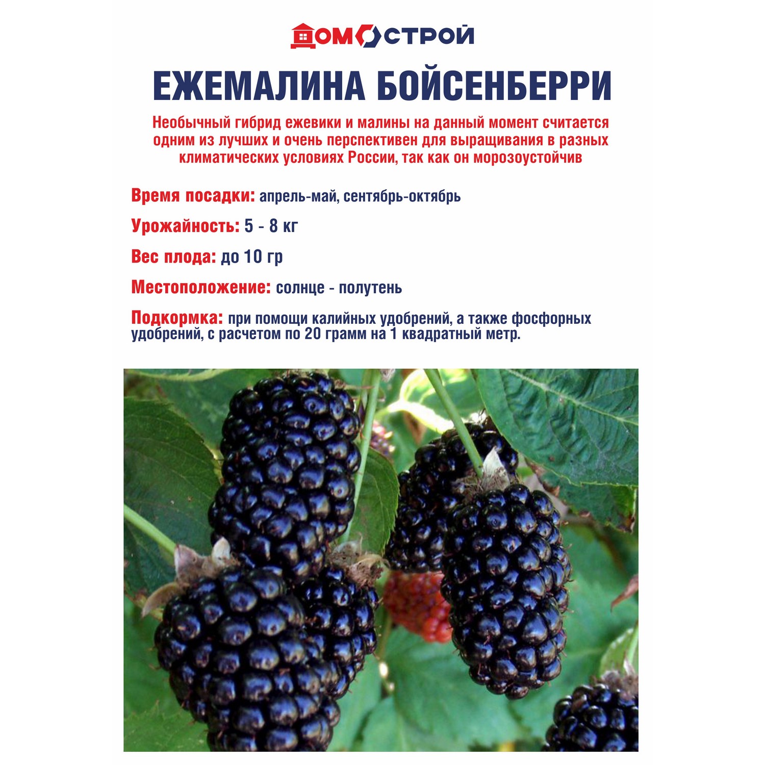 Ежемалина Бойсенберри