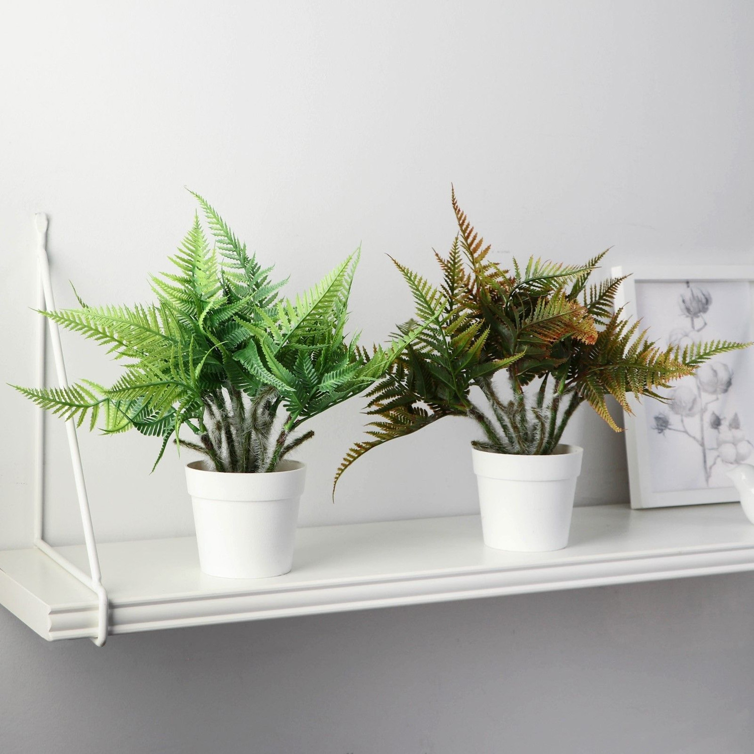 Бонсай в горшке "Папоротник нефролепис" 8,5х21 см, микс   9789753