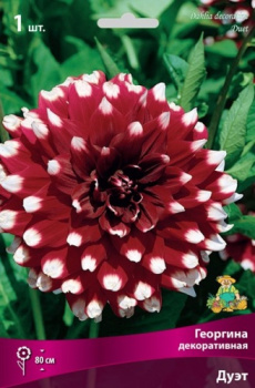 Георгина декоративная Дуэт IК
