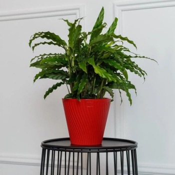 Кашпо пластм. "Луи" 1,2л d верха 140мм h129мм со вставкой Красный AML-1,2-10 ("VipSet") *1/30