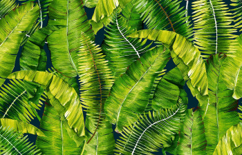 Коврик для ванной ПВХ шир. 80см х15м "V-line" Фотопечать FV33 "Папоротник" *15